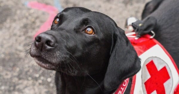 “Solo los que viven para servir no mueren jamás”: Protección Civil Táchira despide a Hades, su perro rescatista