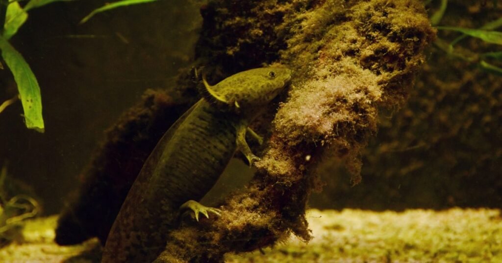 The axolotl: the Mexican amphibian that regrows legs, heart tissue and parts of its brain