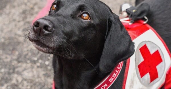 Frida, la perrita rescatista de la Marina, sigue presente: así la recordaron a cuatro años de su partida