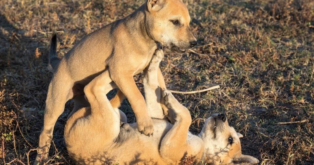Los vecinos avisaron que había un perrito atrapado en un pozo, pero cuando los bomberos bajaron con la lámpara encontraron dos