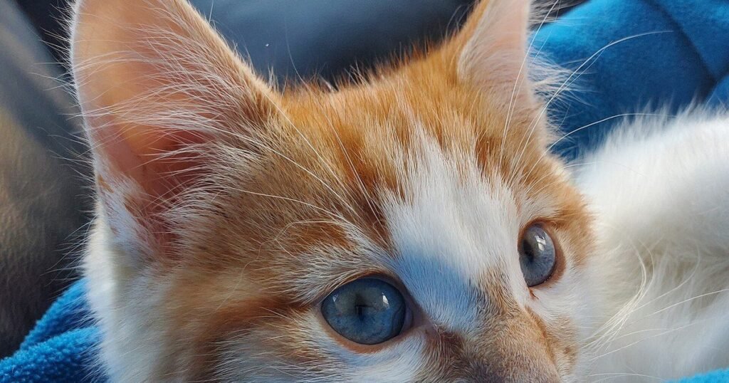 Dejó familia, trabajo y ciudad para vivir en una aldea casi vacía con 12 gatos y 4 perros: «Todo empezó por y para ellos»