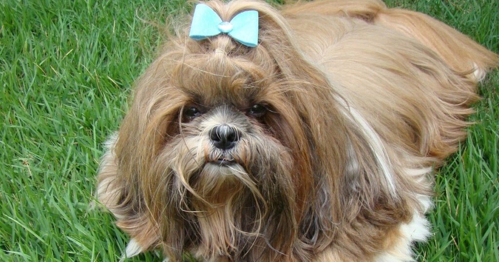 Lo dejaron en un parque con su camita y su plato de agua: el final feliz del shih tzu que esperó a quien nunca volvió
