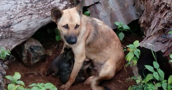 Lola parió 21 cachorros y se quedó sola cuando su dueño sufrió un ACV: fue ella la que avisó a los vecinos