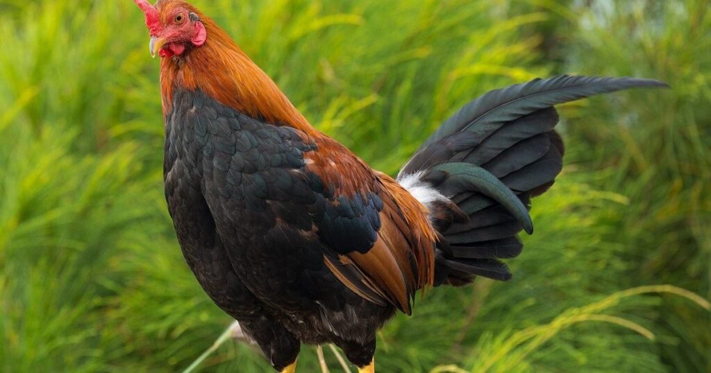 Martín, el gallo que lleva ocho años esperando frente a un hospital oncológico tras la muerte de su dueño