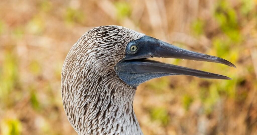 El nuevo atlas de Galápagos: más de 60 especies, gatos que cambian de color y la amenaza de El Niño