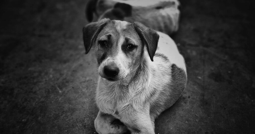 “Era solo un perro”: por qué perder a una mascota puede doler tanto como perder a una persona, según la ciencia