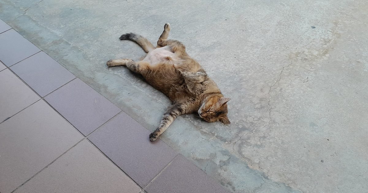 ¿Por qué ronronean los gatos? Lo que la ciencia sabe (y lo que todavía no)