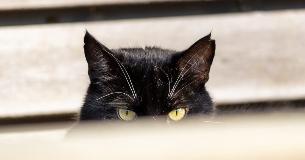 Un repartidor le lanzó un paquete a Opie, un gato negro, y la cámara lo grabó: días después volvió a pedir perdón