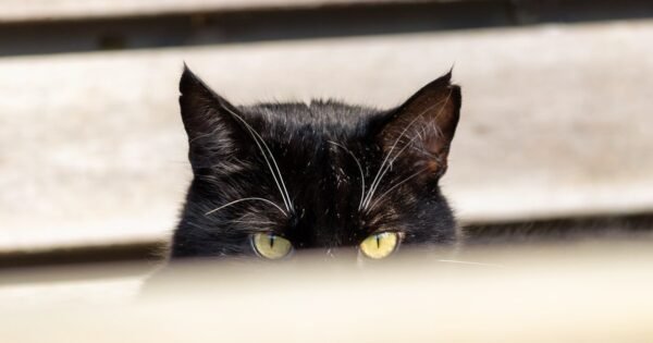 Un repartidor le lanzó un paquete a Opie, un gato negro, y la cámara lo grabó: días después volvió a pedir perdón