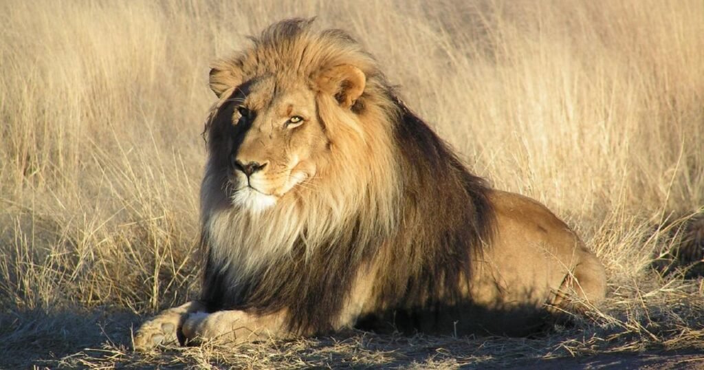 Lions vs. buffalo, hero dogs and snakes at home: the science behind the most viral animal videos