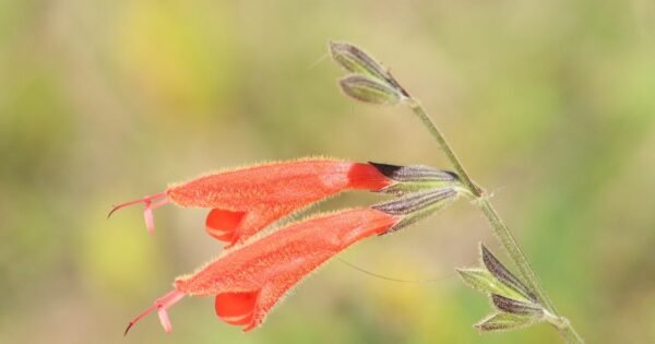 Salvia messii: descubren en los Andes de Perú una nueva flor y la bautizan en honor a Lionel Messi