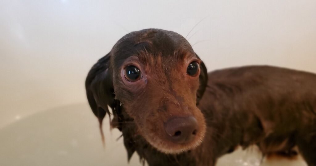 Se lanzó a un pozo con agua en una mina abandonada para salvar a su perro: los bomberos los rescataron a los dos