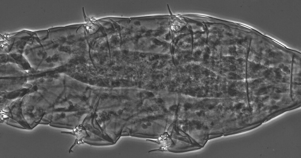 Tardigrades: the 'water bear' that survived the vacuum of space